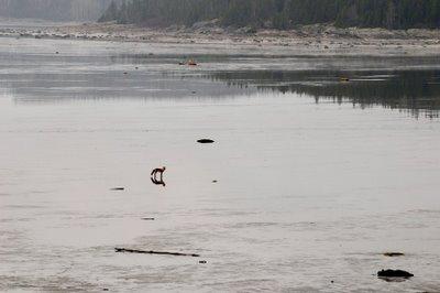 Renard roux au loin...