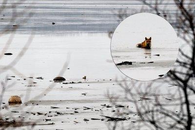 Renard roux au loin...