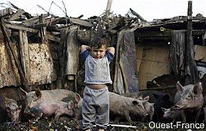 Chiffonniers : Les chrétiens d'Égypte défendent leurs cochons