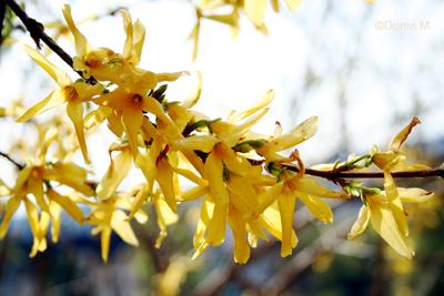 La Chaux-de-Fonds: forsythia 8 mai 2009