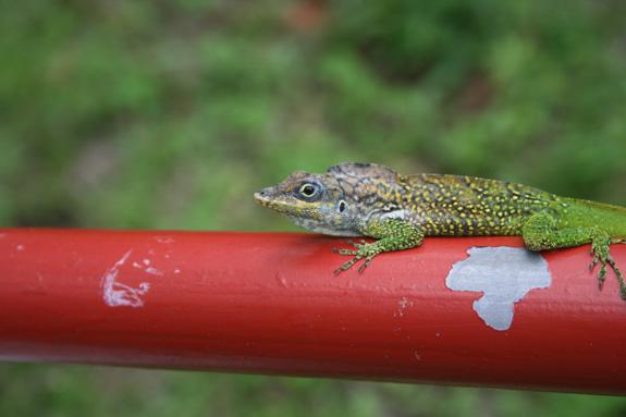lézard