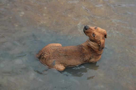 chien_dans_l'eau