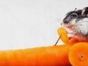 Créations amusantes