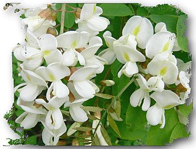 Beignets blanc bouquet (fleurs d'acacia)