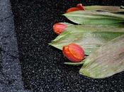 Dernières tulipes Cracovie