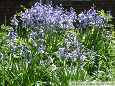 Un mystère dans le jardin