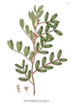 Pistacia lentiscus
