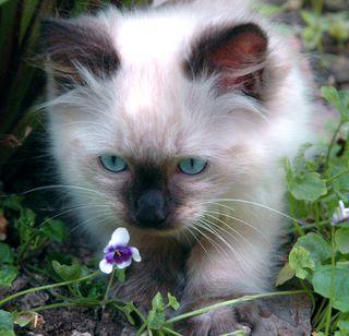 Chat et fleur