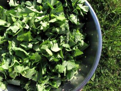 Fanes de… Fanes de…