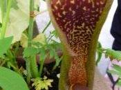 Floraison typhoniums