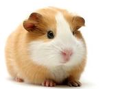 mangent copain d'Hamtaro