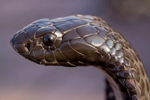 Tete_cobra.jpg