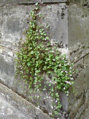 Fleur des murs : la cymbalaire