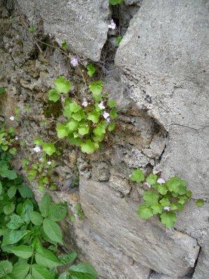 Fleur des murs : la cymbalaire