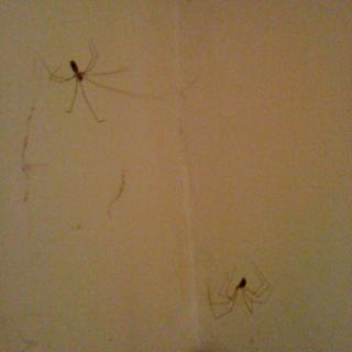 Araignée Du Soir...