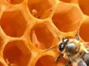 déclin abeilles question