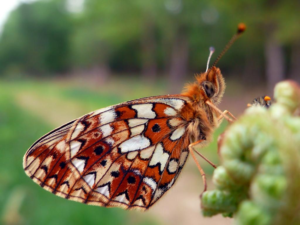 Papillon (478)
