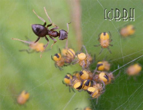 argiopes brunechi