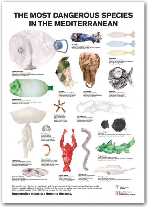 dangerous_species_mediteranee