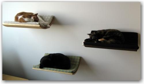 3_cats__bed_