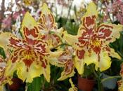 nouveau site pour Vacherot Lecoufle