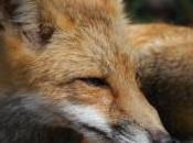 images renardeau affamé coince tête dans bocal verre