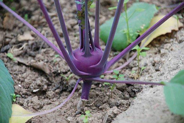 Un petit tour au jardin : #1