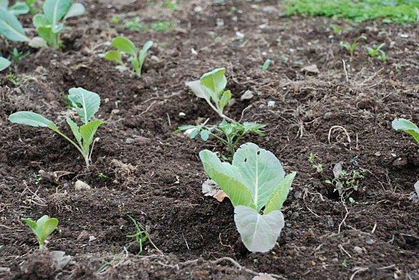 Un petit tour au jardin : #1