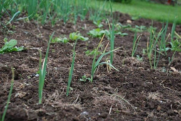 Un petit tour au jardin : #1