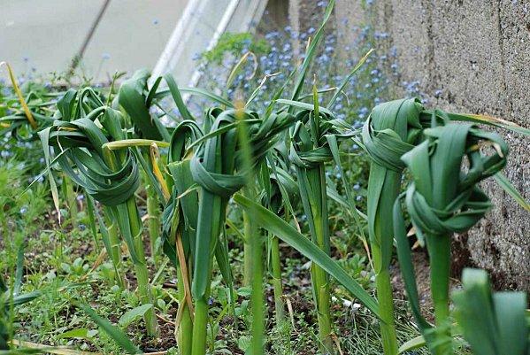 Un petit tour au jardin : #1