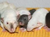 Rats: bébés Harina