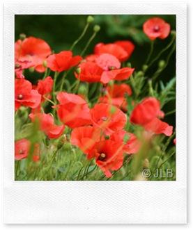 coquelicots-by-jlb