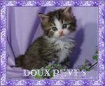 doux_reves_chats