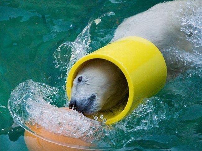 Ours polaire joue au ballon