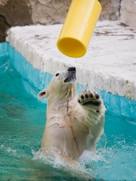 Ours polaire joue au ballon