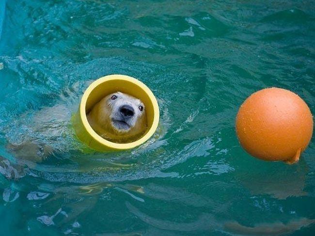 Ours polaire joue au ballon