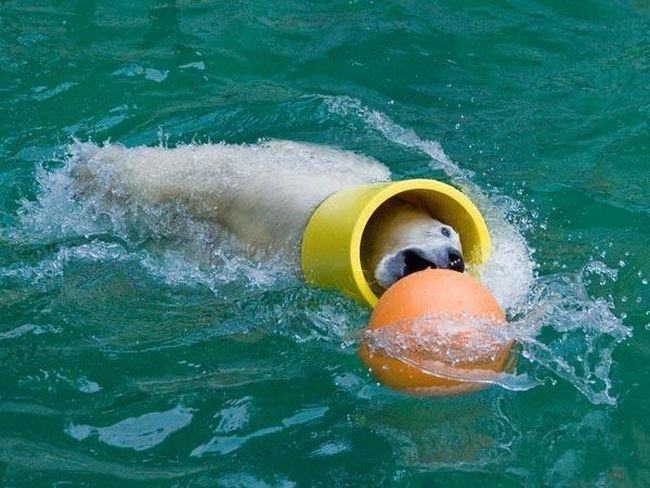 Ours polaire joue au ballon