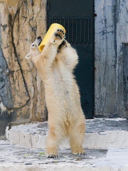 Ours polaire joue au ballon