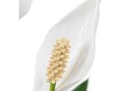 nouveau Spathiphyllum "SWEET ROCCO"