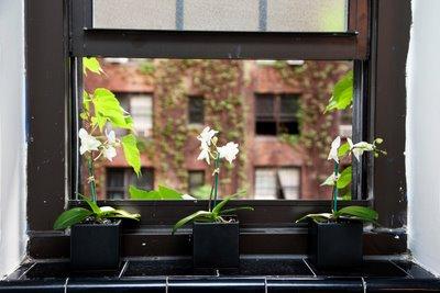 Julia Roitfeld x The Selby