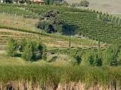 Lettres d’Amérique oiseaux l’alcool