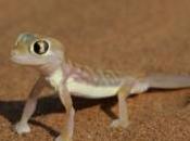 lézard dans sandwich