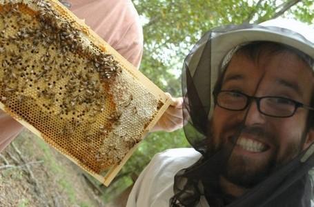 ET MAINTENANT, ON VOLE DES ESSAIMS D'ABEILLES ! ET MAINTENANT, ON VOLE DES ESSAIMS D'ABEILLES !