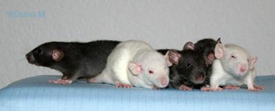 Ratons dumbos de 44 jours