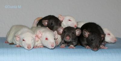 Ratons dumbos de 44 jours