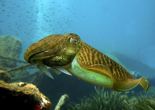 Le phare du bout du monde