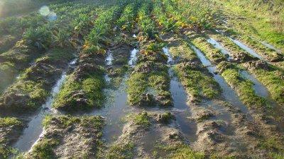 La Cène de Séraphine
