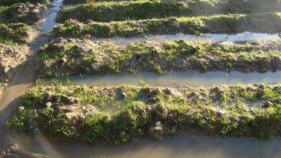 La Cène de Séraphine