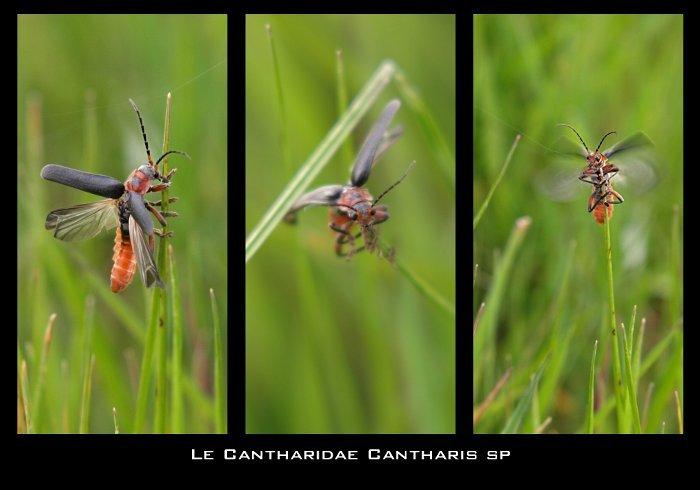 Cantharidae Cantharis sp