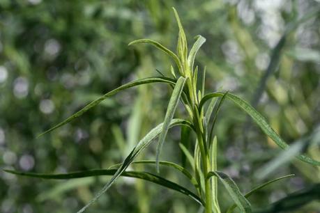 Tarragon Estragão estragon